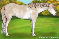 Horse Color:Red Dun Sabino
