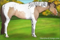 Horse Color:Brown Dun Tobiano Appaloosa Rabicano 
