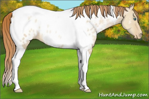 Horse Color:Smoky Grullo Pearl Tobiano Near Leopard Rabicano 
