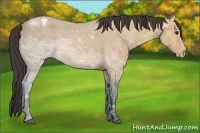 Horse Color:Bay Ice Appaloosa 