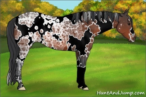Horse Color:White Spotted Bay Ice 