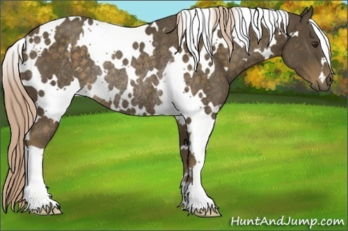 Horse Color:White Spotted Chocolate Palomino Rabicano 
