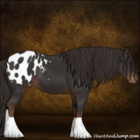 Horse Color:Liver Chestnut Appaloosa