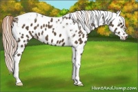 Horse Color:Chocolate Palomino Tobiano Leopard 