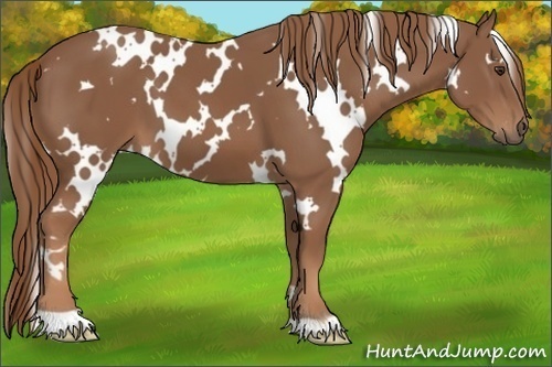 Horse Color:White Spotted Chestnut 