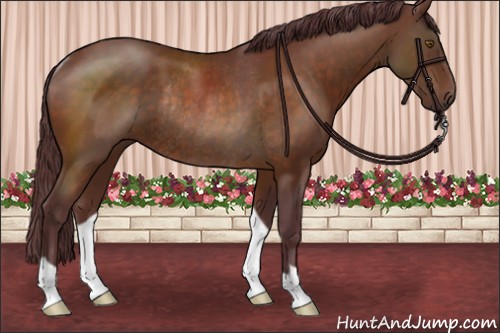 Horse Color:Chocolate Buckskin Rabicano 