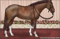 Horse Color:Chocolate Buckskin Rabicano
