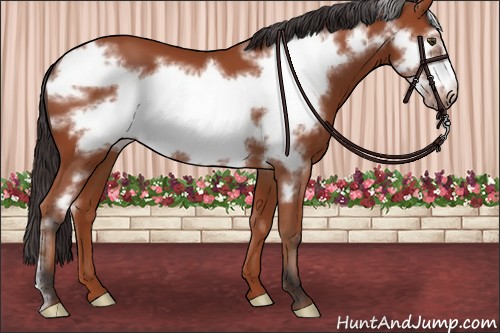 Horse Color:Bay Frame 