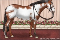Horse Color:Bay Frame 