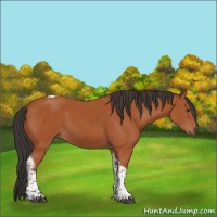 Horse Color:Bay Tobiano Rabicano