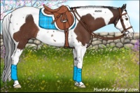 Horse Color:Bay Splash Tobiano Rabicano 