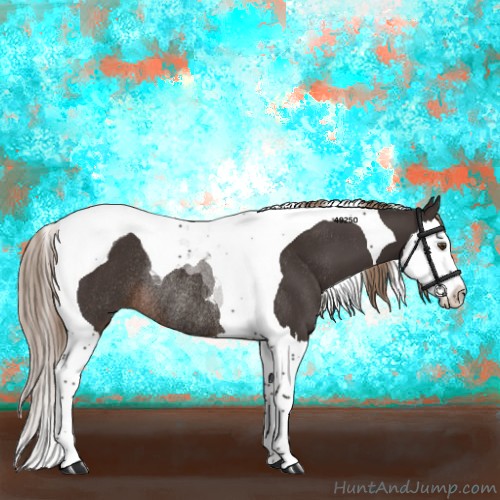 Horse Color:Liver Chestnut Splash Tobiano Rabicano 