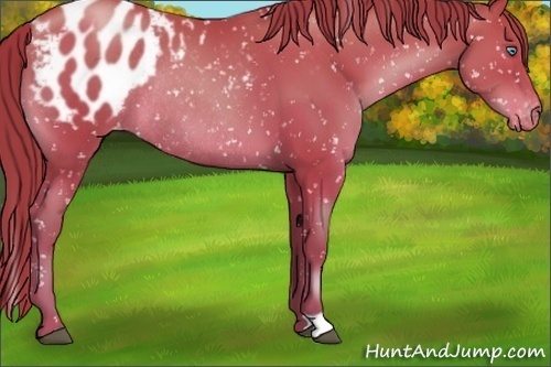 Horse Color:Black Pearl Appaloosa Rabicano 