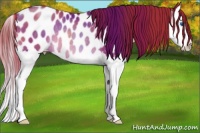 Horse Color:Chocolate Bay Pearl Splash Appaloosa Rabicano