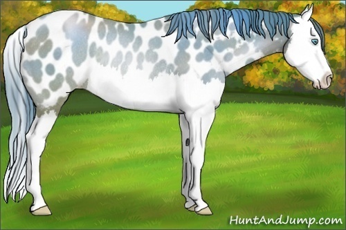Horse Color:Buckskin Pearl Splash Appaloosa Rabicano 