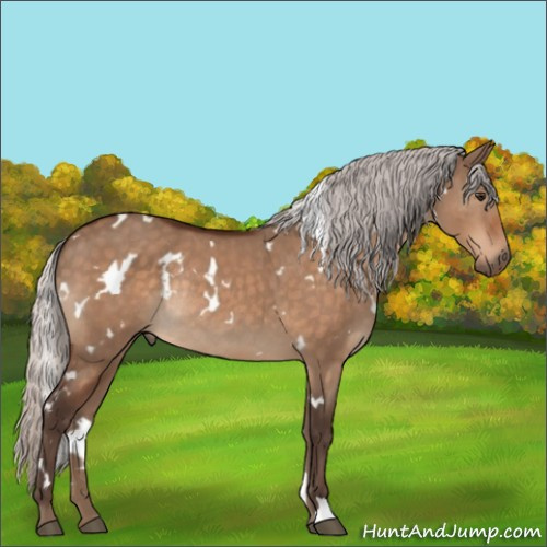 Horse Color:White Spotted Silver Brown Dun Rabicano 