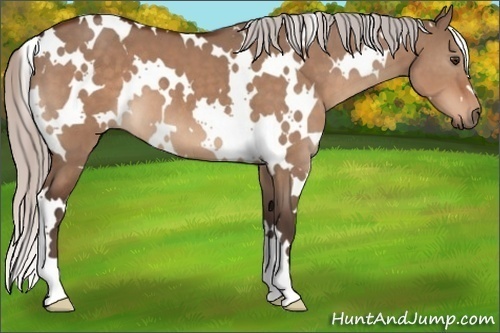 Horse Color:White Spotted Silver Brown Dun 