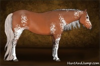 Horse Color:White Spotted Silver Bay Sabino