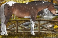 Horse Color:Liver Chestnut Tobiano Appaloosa