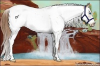 Horse Color:Liver Chestnut Pearl Splash Tobiano Frame 
