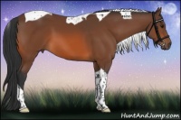Horse Color:Bay Tobiano 