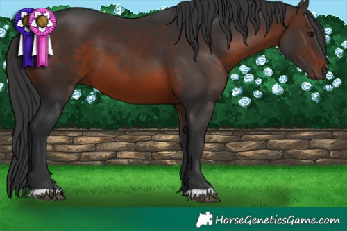 Horse Color:Brown 