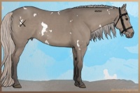 Horse Color:White Spotted Silver Grullo