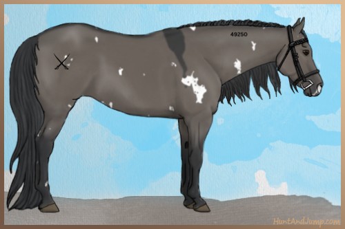 Horse Color:White Spotted Grullo