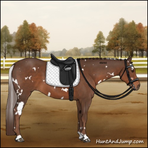 Horse Color:White Spotted Liver Chestnut 