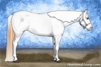Horse Color:Buckskin Appaloosa