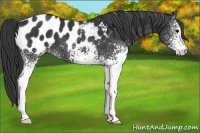 Horse Color:White Spotted Black Blanket 