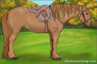 Horse Color:Chestnut Rabicano 