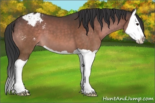 Horse Color:Brown Splash Appaloosa 