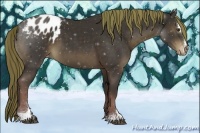 Horse Color:Liver Chestnut Sabino Appaloosa 