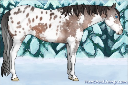 Horse Color:Brown Ice Splash Appaloosa 