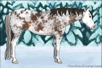 Horse Color:Liver Chestnut Ice Splash Appaloosa 