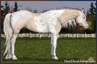 Horse Color:Cremello Tobiano 