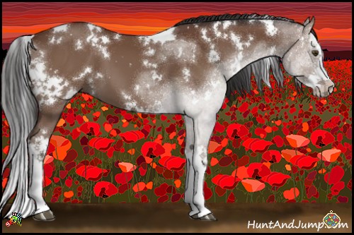 Horse Color:White Spotted Bay Splash 