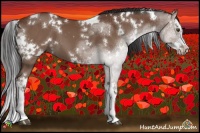 Horse Color:White Spotted Bay Splash 