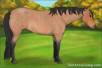 Horse Color:Bay Roan 