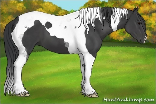 Horse Color:Black Tobiano