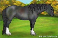 Horse Color:Black 