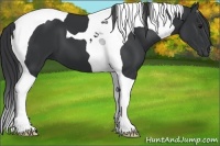 Horse Color:Black Tobiano 