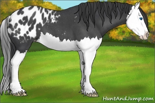 Horse Color:Blue Roan Splash Appaloosa