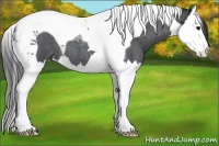 Horse Color:Blue Roan Splash Tobiano