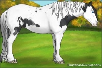 Horse Color:Black Splash Tobiano Appaloosa