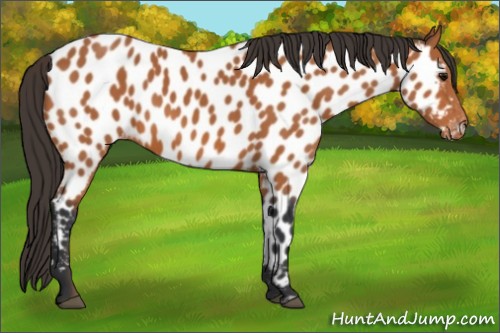 Horse Color:Bay Appaloosa 
