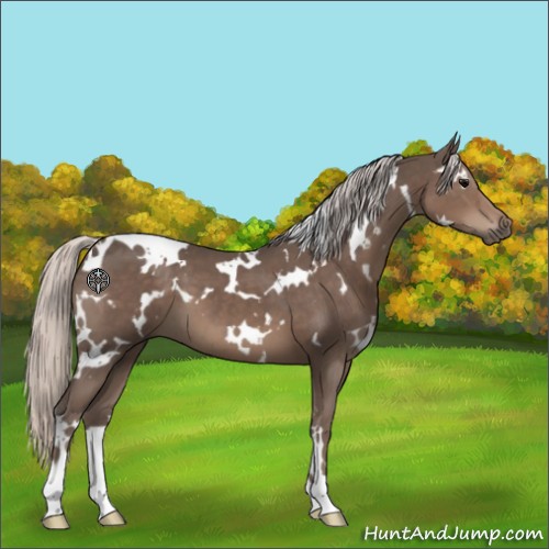 Horse Color:White Spotted Silver Black
