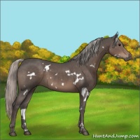 Horse Color:White Spotted Silver Black 