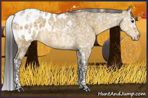 Horse Color:Buckskin Dun Tobiano Appaloosa
